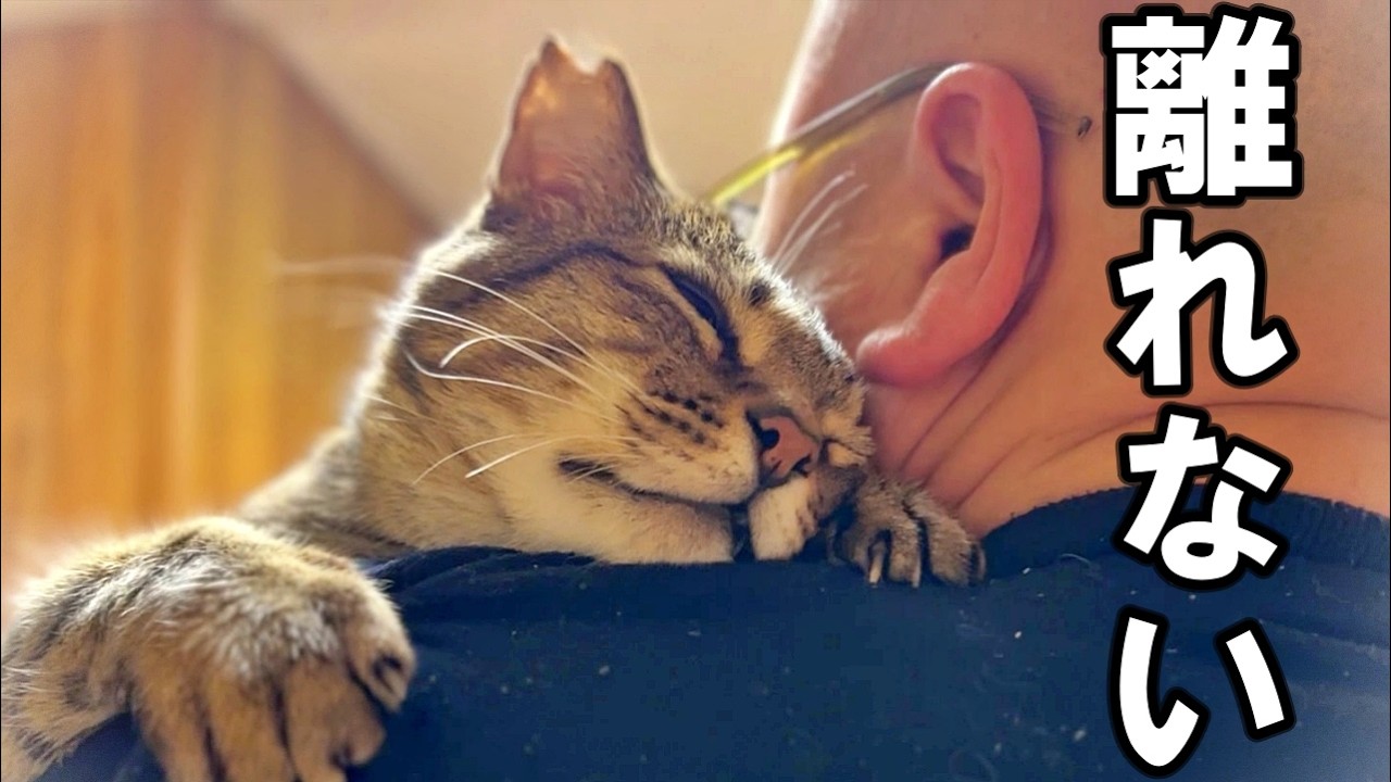 生まれてから8年ずっと野良猫だったおっさん猫が抱っこをせがむようになりました#8【家猫生活約3ヶ月】