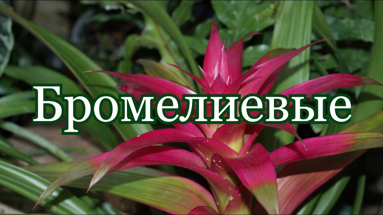 Бромелиевые (устар. Ананасовые .лат. Bromeliaceae)