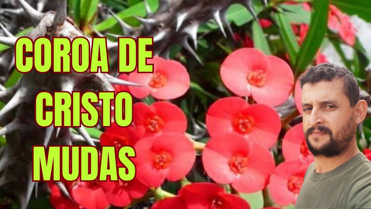 Como fazer muda Coroa de Cristo