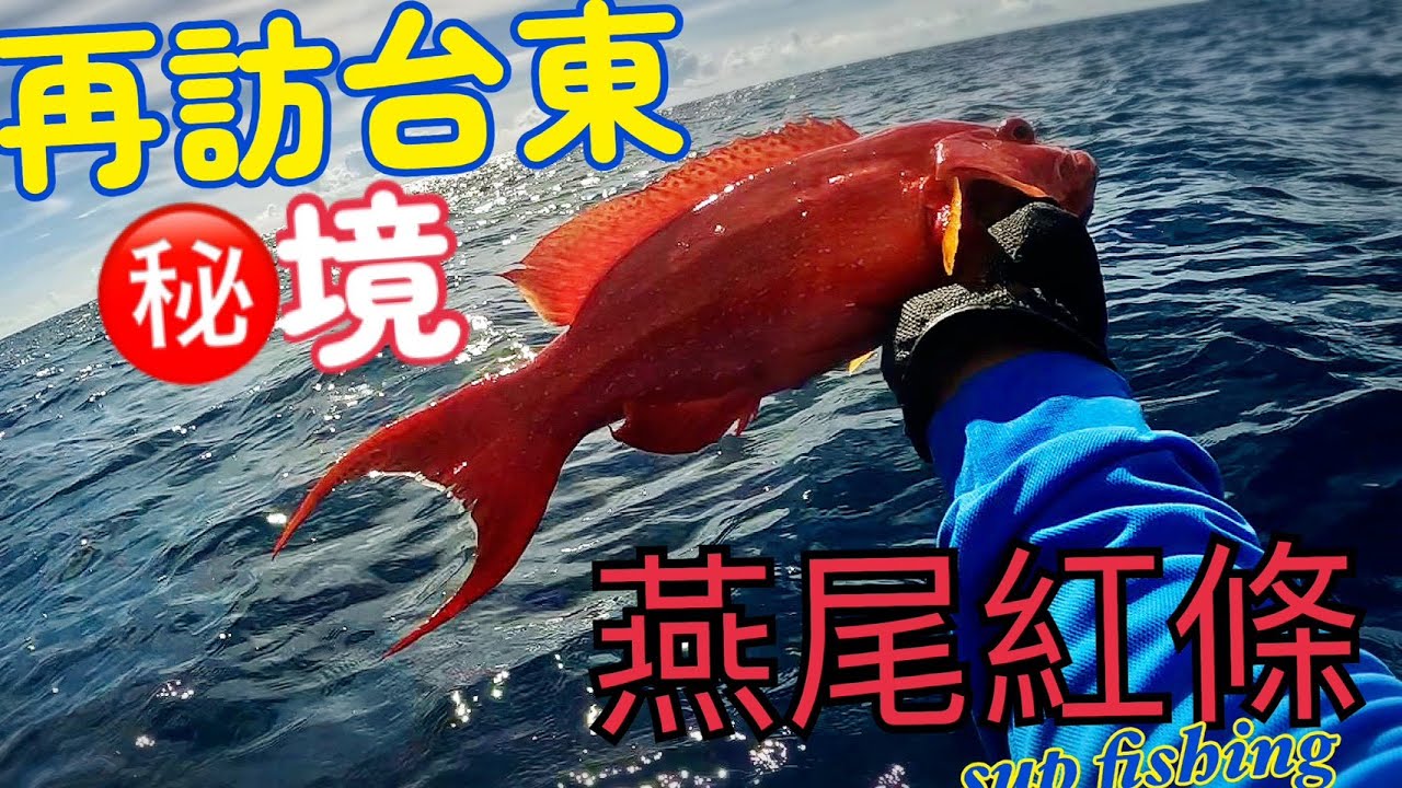 2025年6月再訪台東秘境  #燕尾紅條 #甘 #密點石斑 #青嘴龍占 #尖吻龍占 #黃帶龍占 #supfishing #suptaiwan #shimano