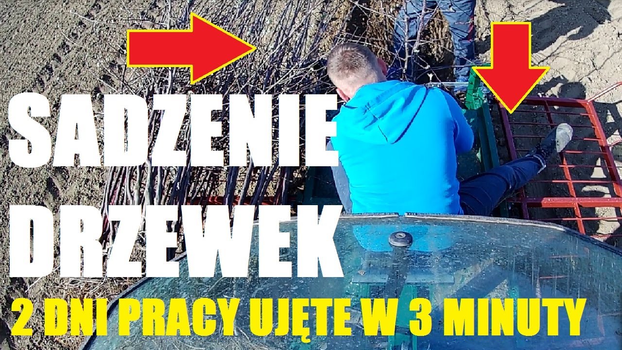 Sadzenie drzewek jabłoni / Planting apple trees