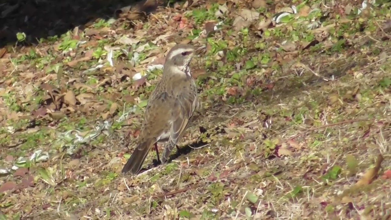 熊谷スポーツ文化公園のツグミ