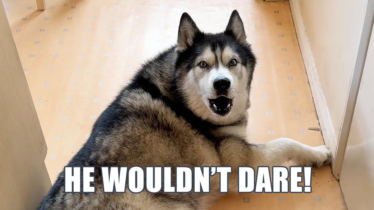 Husky Shocked  Cat Was Going To Get In The house!