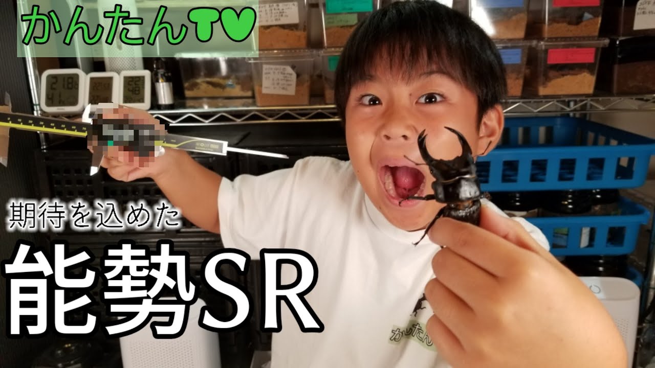 オオクワガタ　能勢SR血統　掘り出しました。やっぱり掘り出し楽しいです！是非みてね！