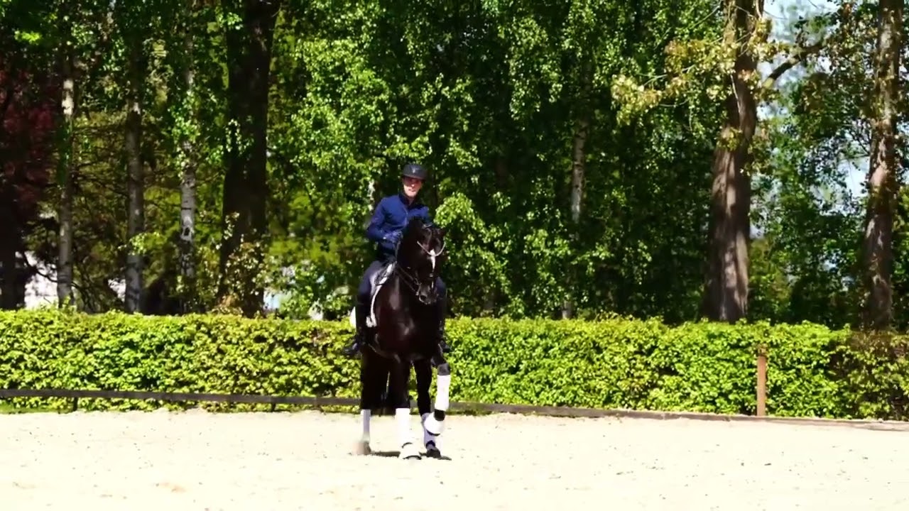 2017 gelding by Bon Coeur 