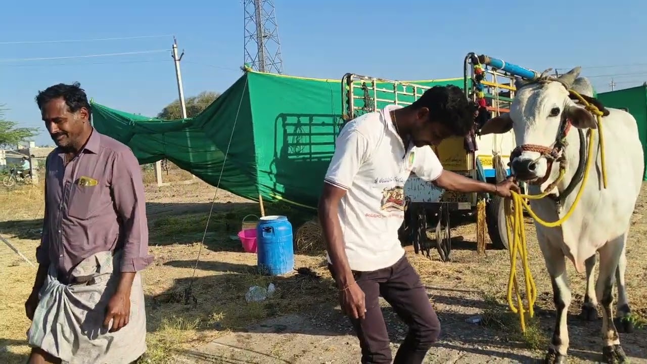 గోరంట్ల 6 పళ్ళ విభాగం బండలాగుడు పోటీలకు వచ్చినటువంటి జత