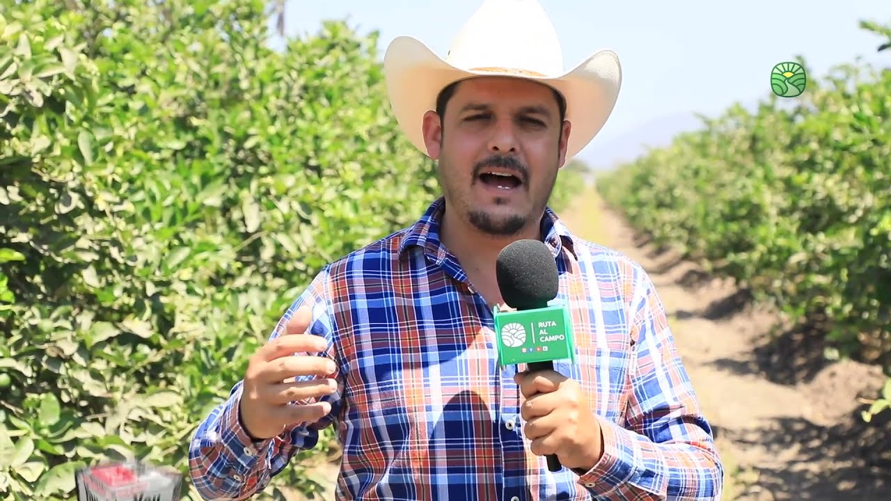 Limón persa orgánico 🍋