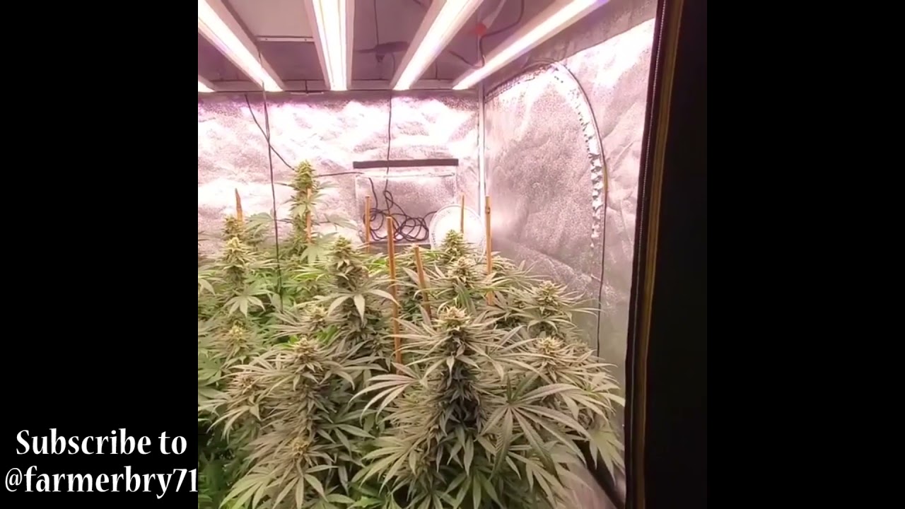 Chunky Slim 480H Garden In Flower