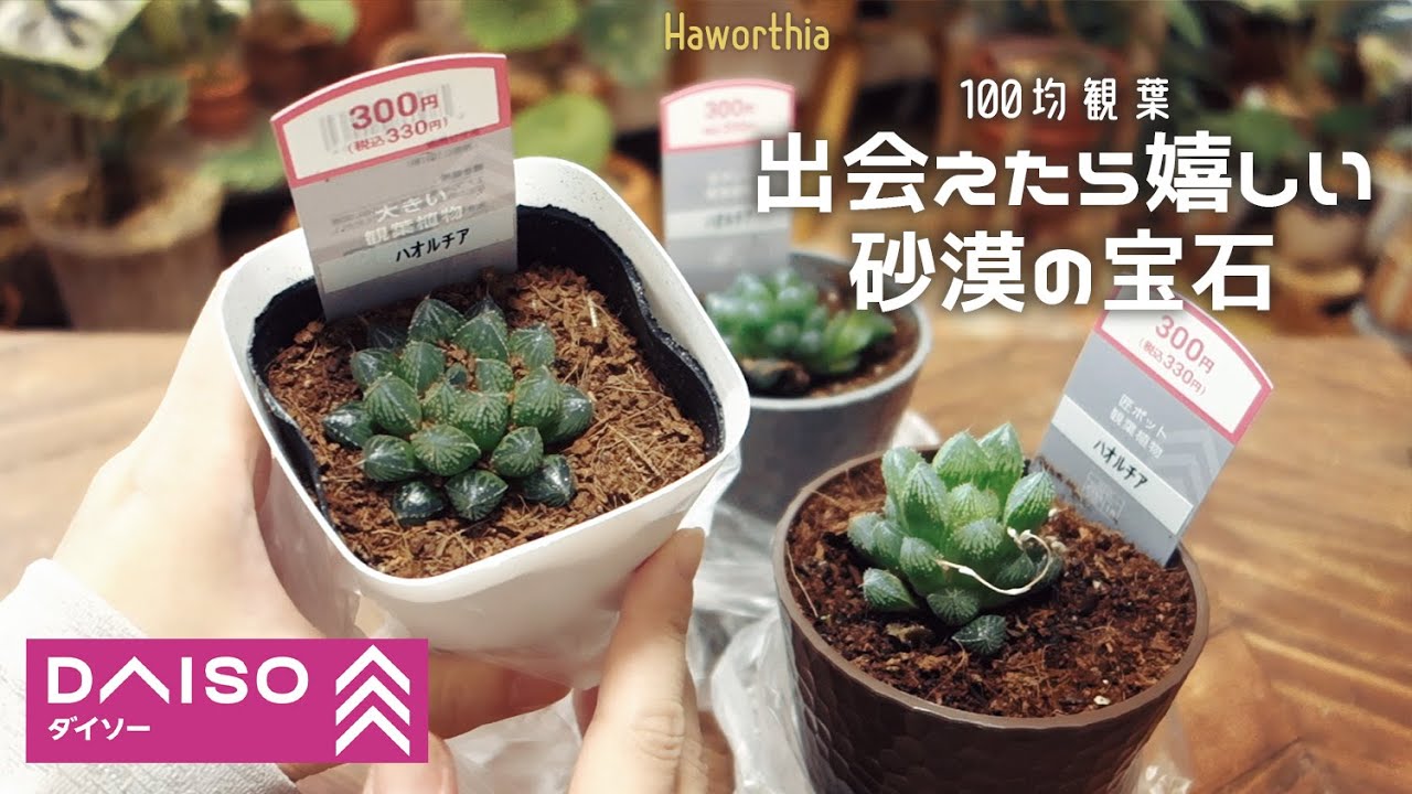【観葉植物】100均で見つけた宝石みたいな植物丨DAISOダイソー丨ハオルチア丨多肉植物丨house plants🌱
