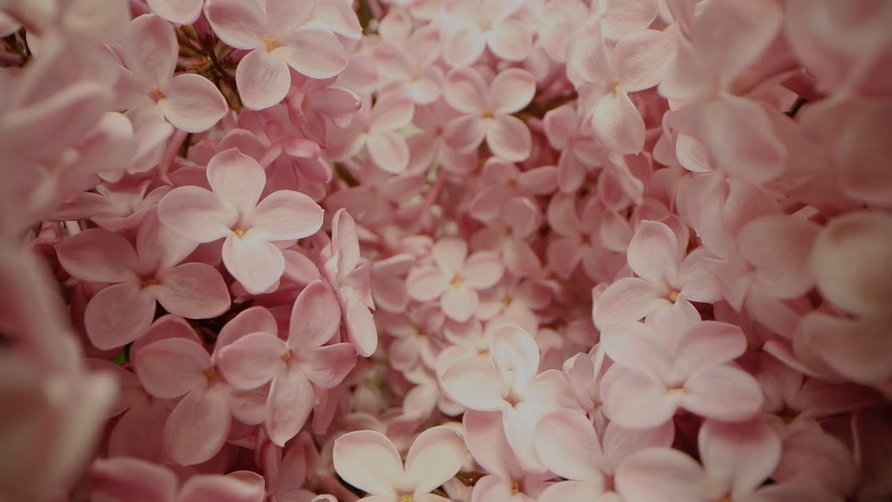 krage - 春想 Chinese ver. (Lyric Video)