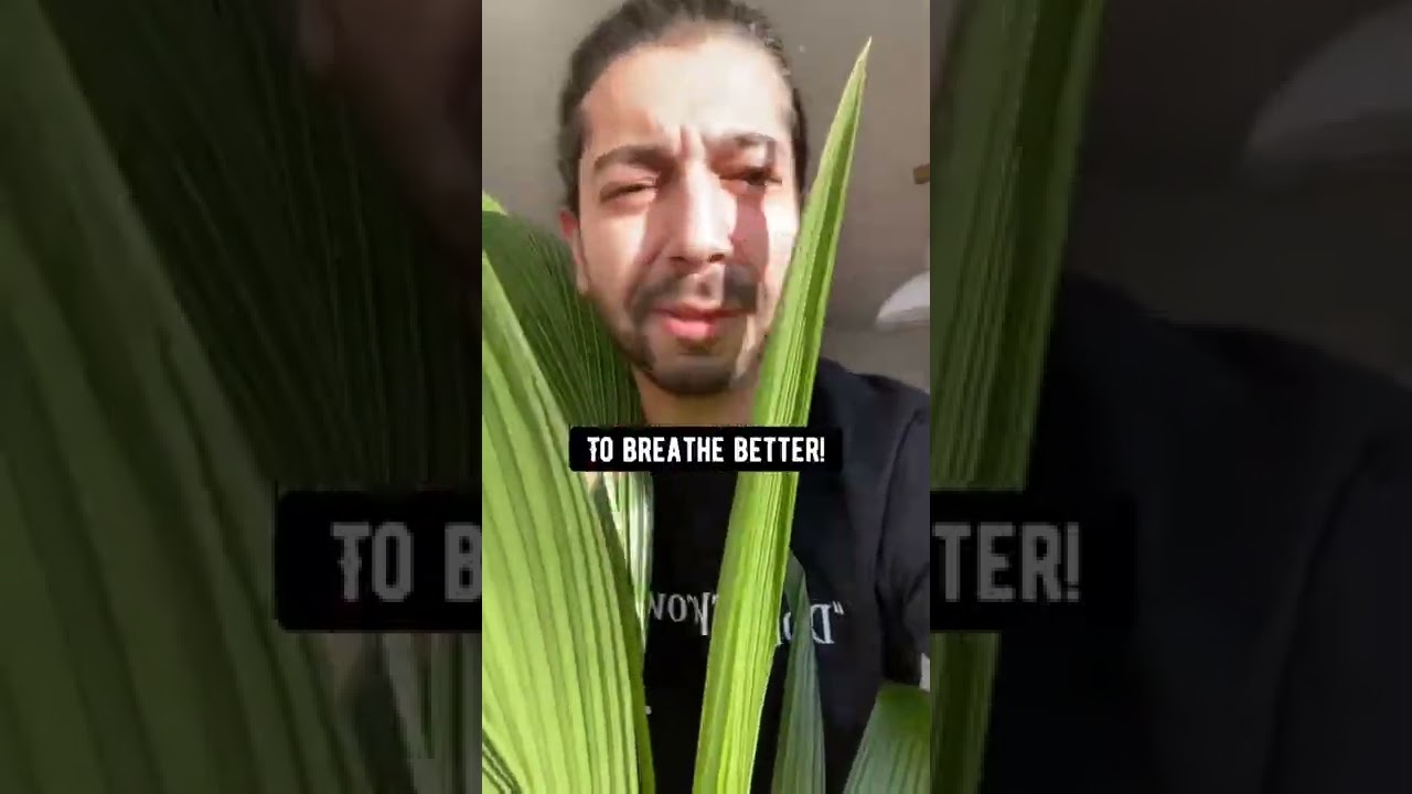 How to Save a Dying Plant | creative explained