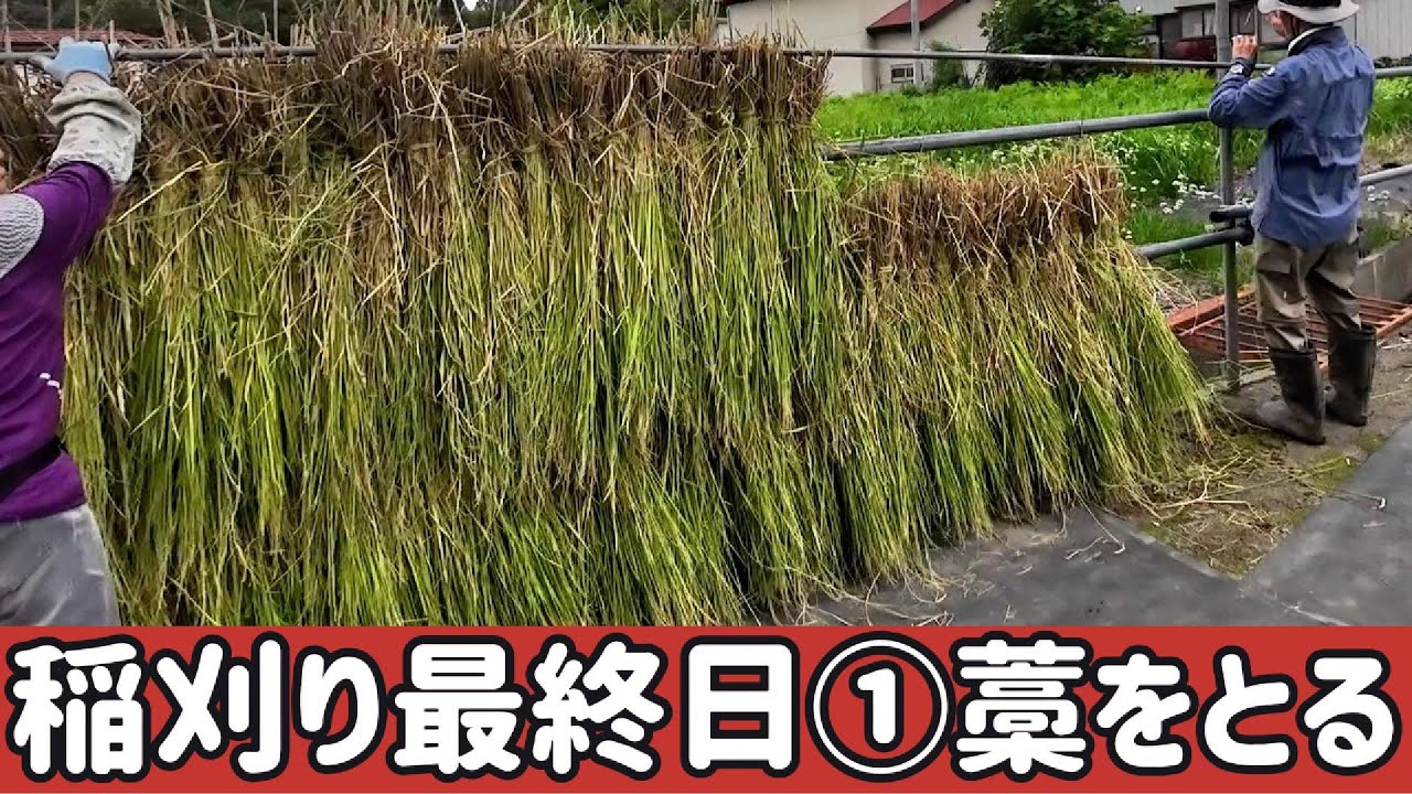 【稲刈り】最終日①藁