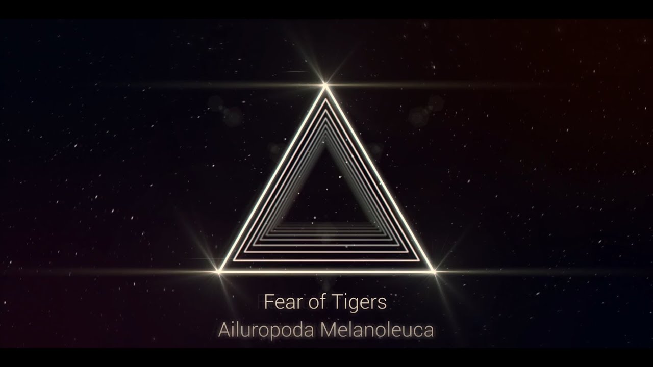 Fear of Tigers - Ailuropoda Melanoleuca