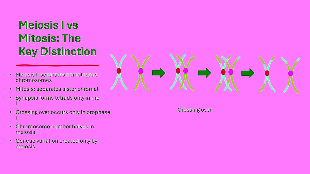 Mitosis vs Meiosis Explained — Key Differences, Stages & Exam Tips
