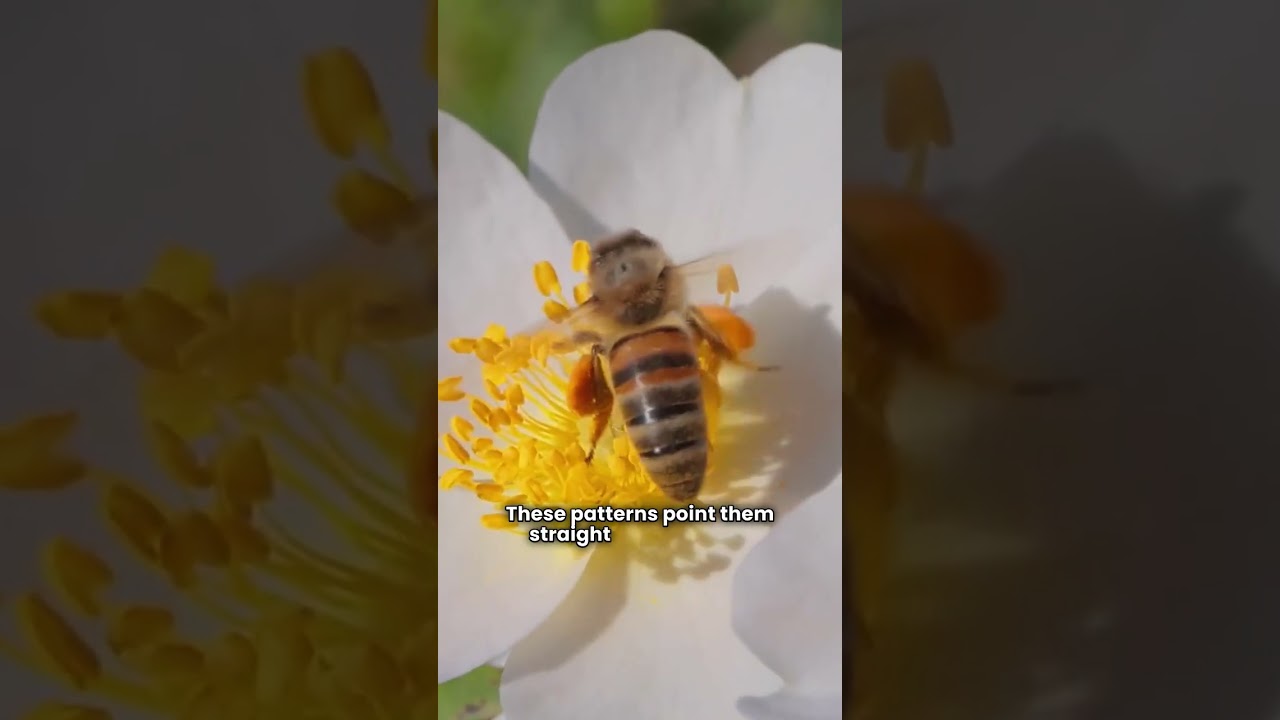 Bees' Natural Navigation Secrets 