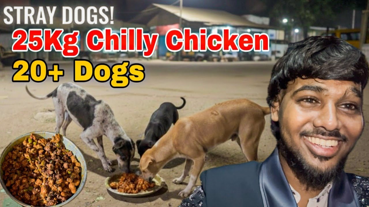 20+ କୁକୁର ଙ୍କୁ ଦେଲୁ Chilly Chicken ଭୋଜି 🥳