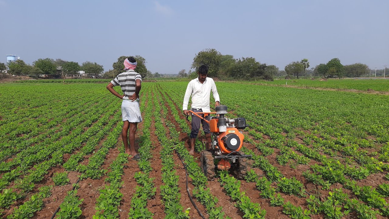 My crazy Indian Farmer's agriculture technology || Intercultivation in groundnuts with power weeder