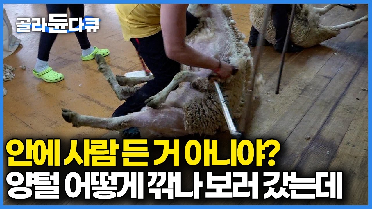 안에 사람이 든 것 마냥 털 깎는데 양이 이렇게 편해 보여도 되나 1분 만에 전신 양털 다 깎아버리는 베테랑 양털 깎이 전문팀｜극한직업｜#골라듄다큐
