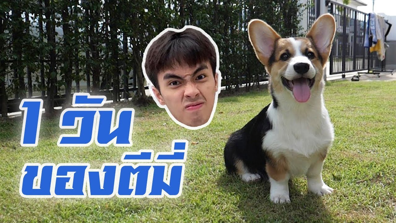 เล่นเกมกับหมา