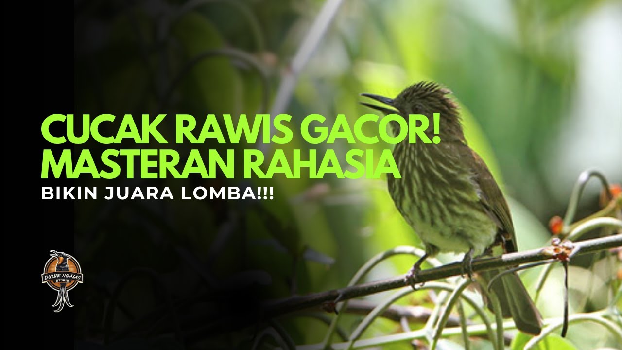 CUCAK RAWIS GACOR! Masteran Rahasia Bikin Juara Lomba