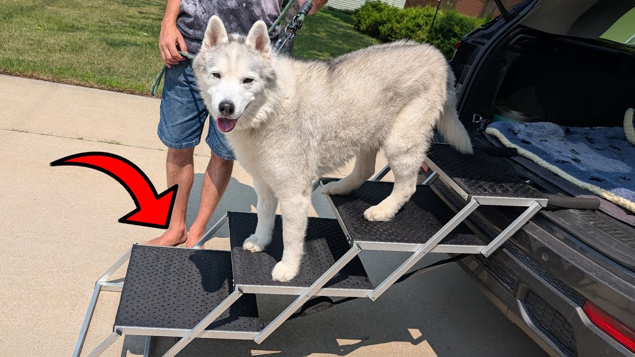 Your Senior Dog NEEDS These Extra Wide Car Stairs!