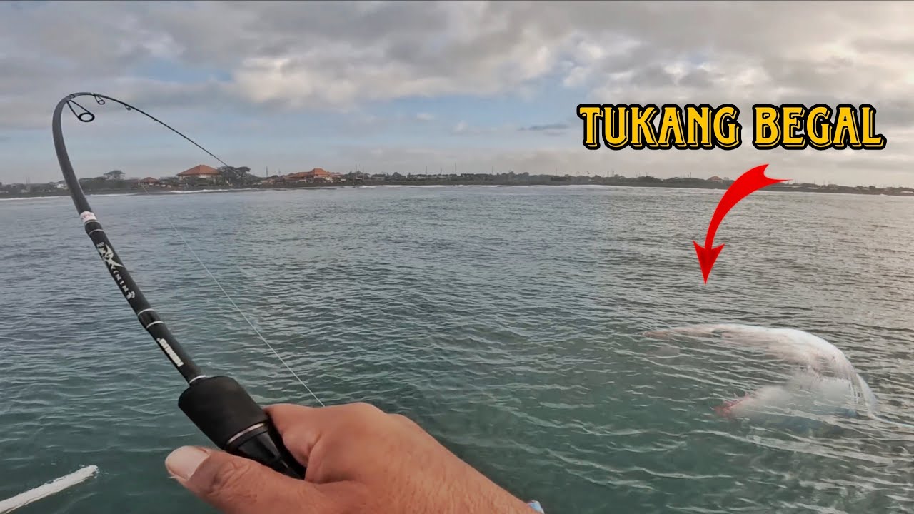 SAYA MENYERAH !! BERKALI KALI IKAN DI BEGAL HIU !! #294 