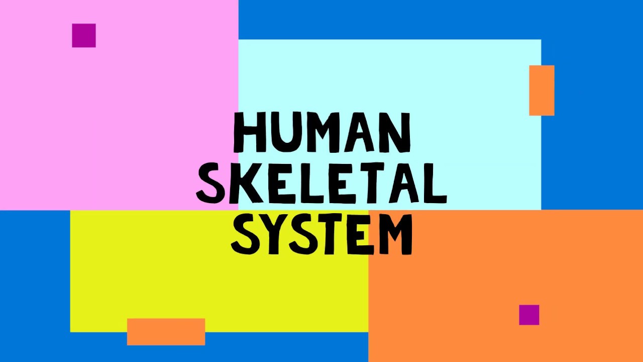 Human Skeletal System by Neha Bharti