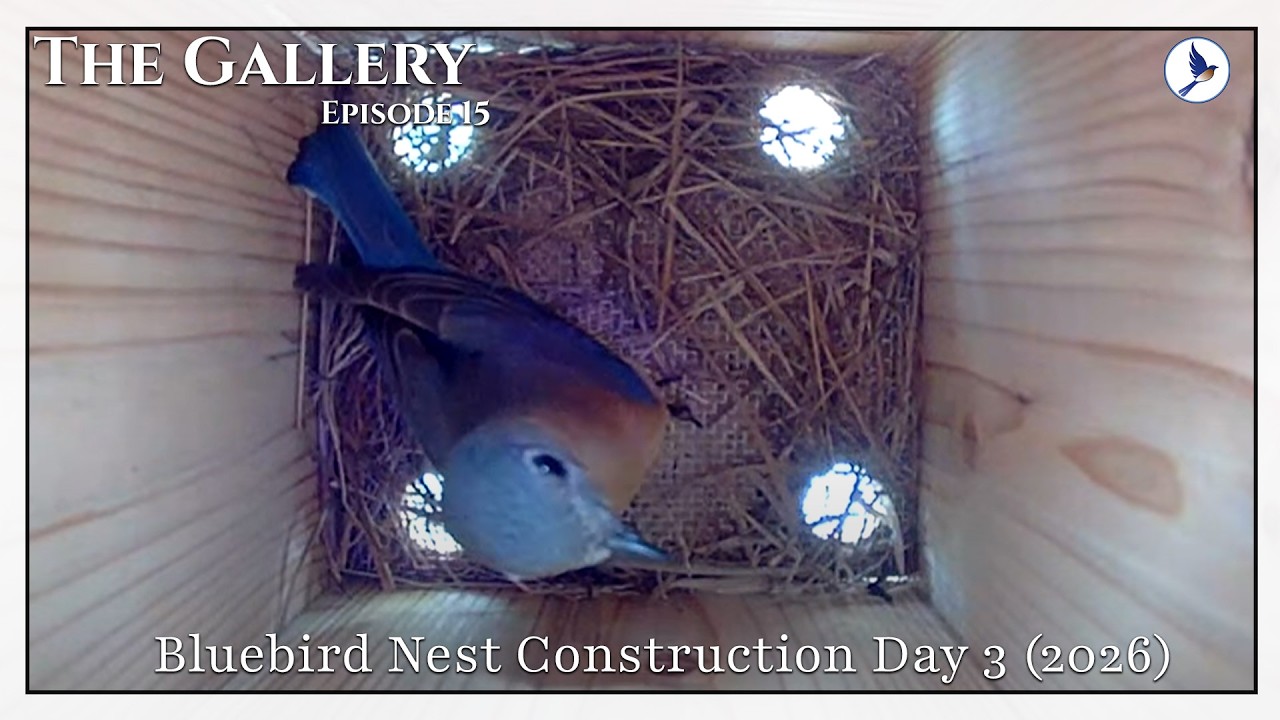 The Gallery | Episode 15 | Bluebird Nest Construction Day 3 (2026)