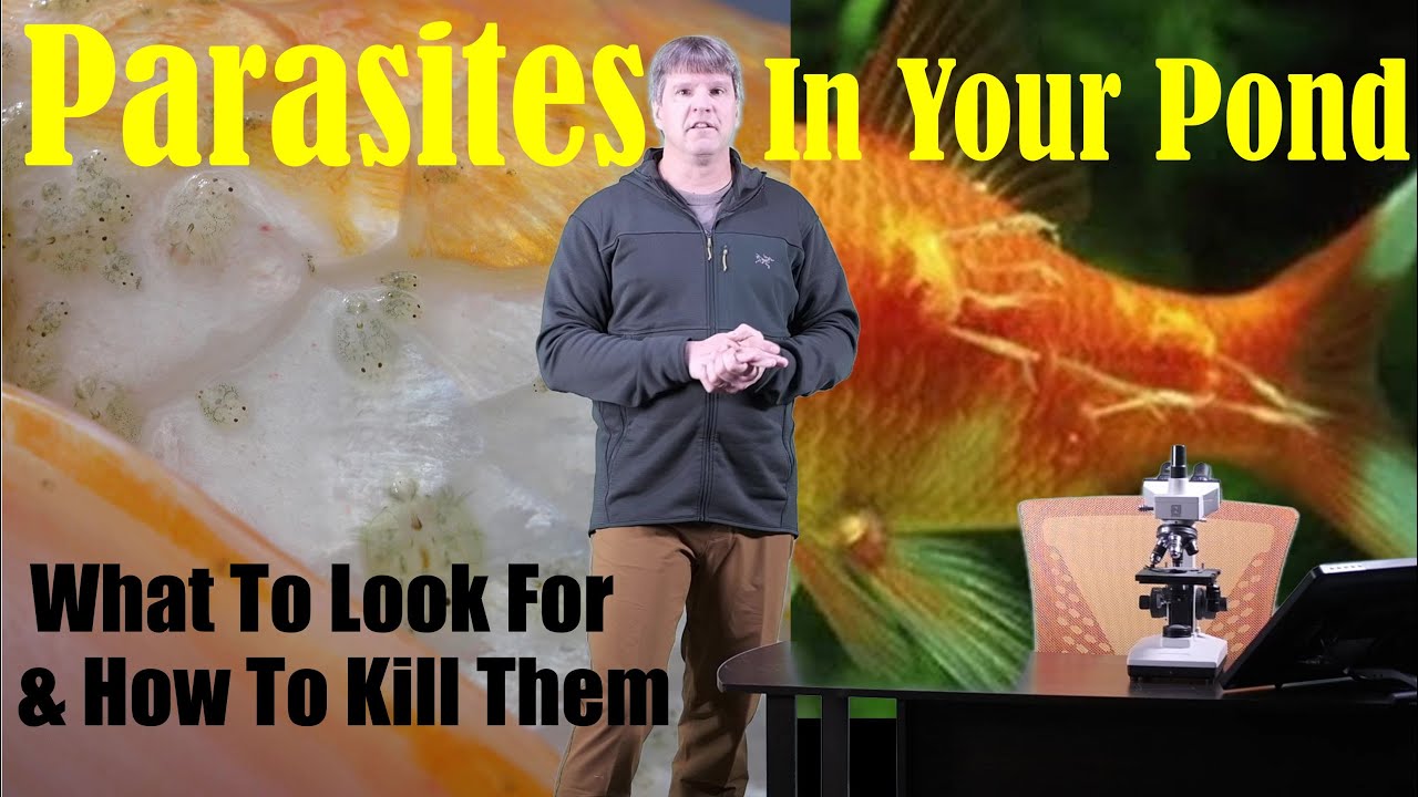 Parasites In Garden Ponds