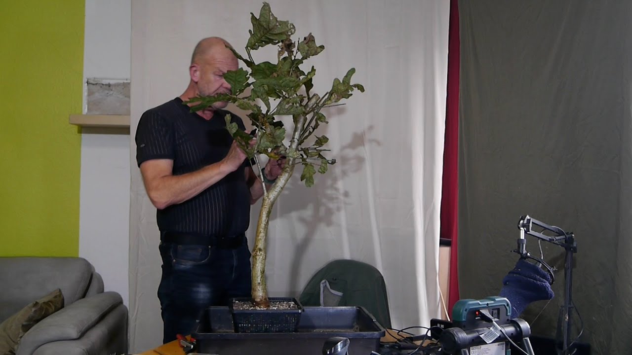 Die Yamadori-Eiche aus dem Emsland