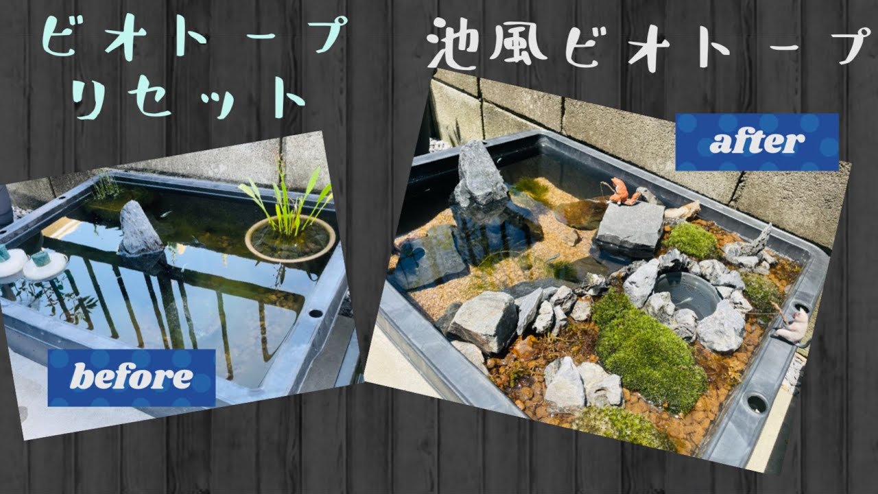 【ビオトープリセット】池風ビオトープ立ち上げました🐟