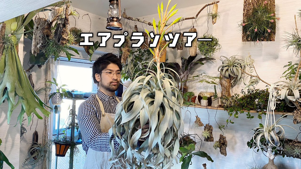 全３１種類‼チランジアの紹介と育て方【自宅園芸店ガーデニング】