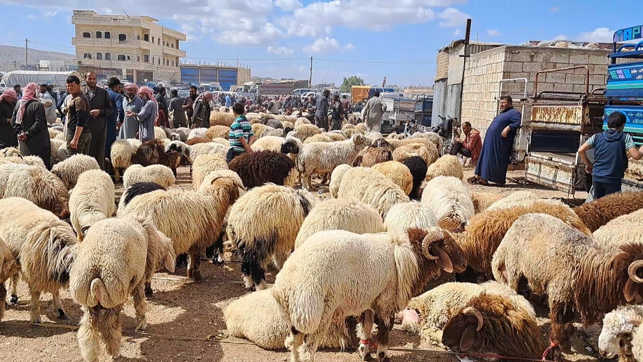 سوق الدانا يوم الاثنين/ 2/ 6/ 2025/ خروف لحم/ خروف رباطة/ جدي السنة/ أسعار الأضاحي