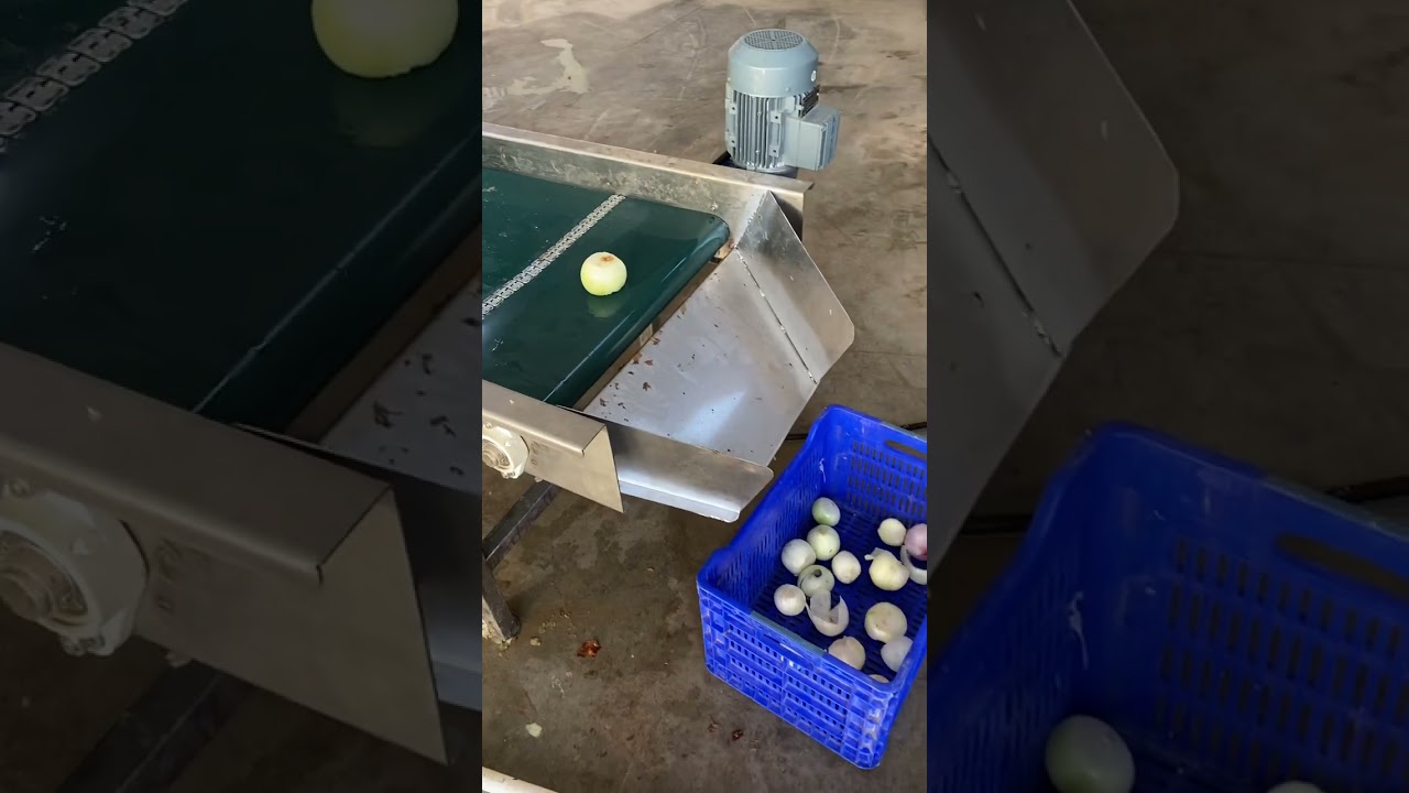 Onion peeling  soğan soyma Makinası