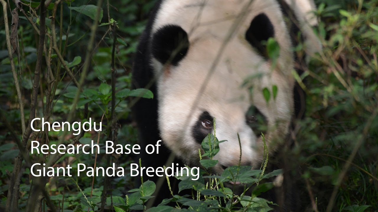 Chengdu Research Base of Giant Panda Breeding