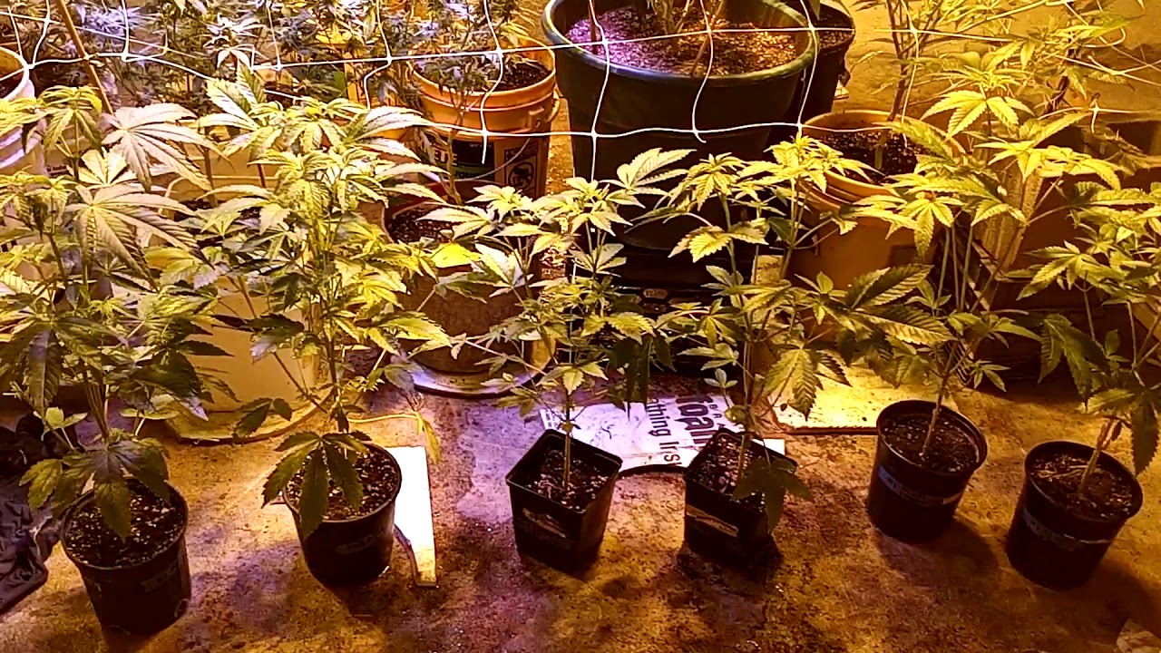 A look at the garden 3 new strains to pheno hunt
