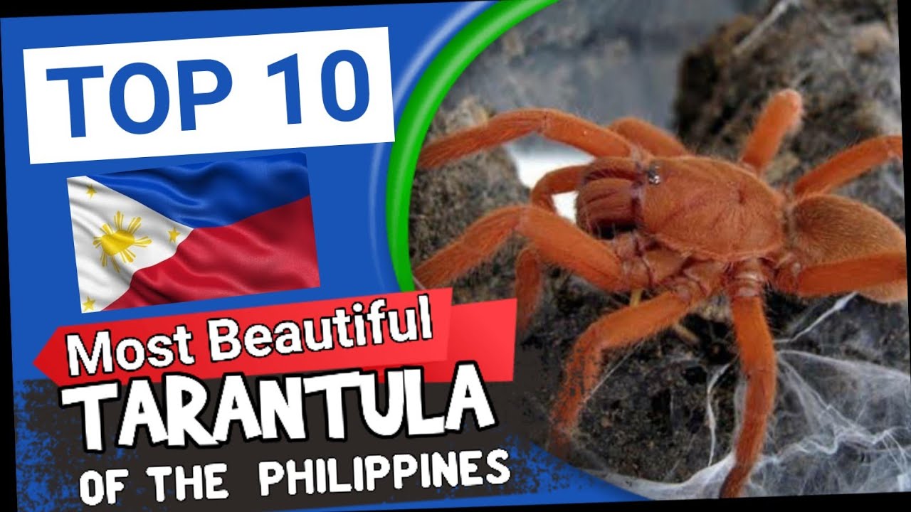 10 MOST Beautiful Tarantula of the Philippines