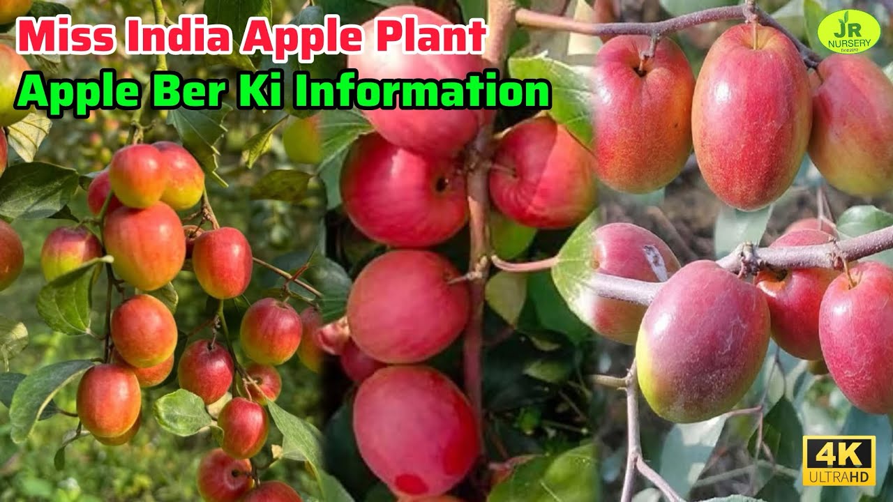 Miss India Apple Ber Farming Information‘ Apple Ber Ki Kheti In India’ Contact’7319025592 