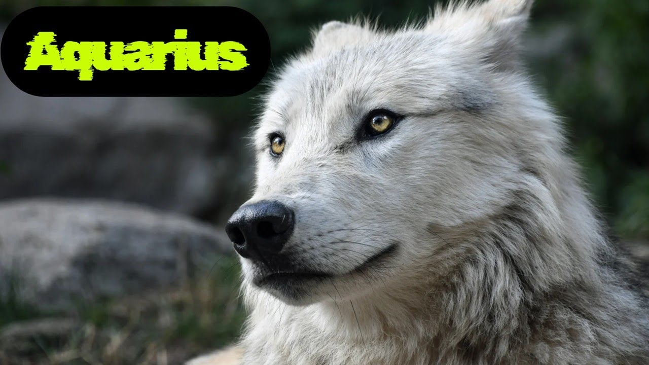 Aquarius 🐺SOMEONE IS OBSESSING 😩OVER 🫵YOU!