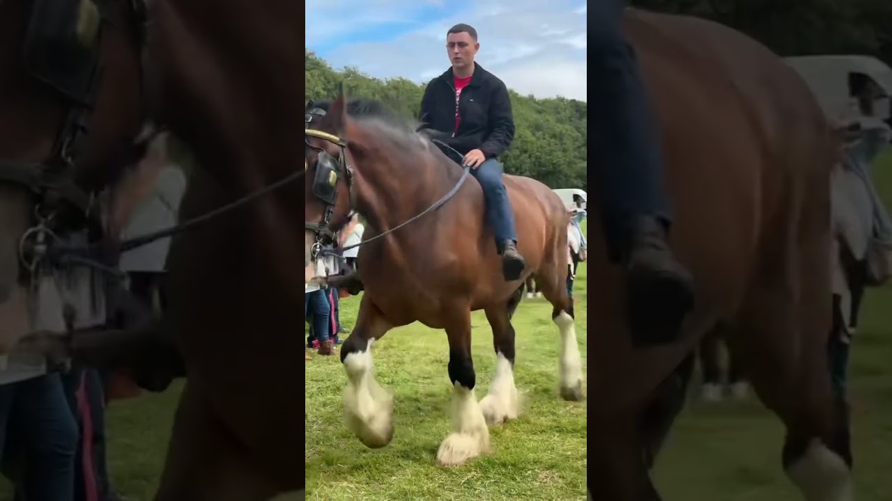 Homesteaders hoolie with @JamesConwayExp  #kilmoveeshirehorses #homesteadershoolie
