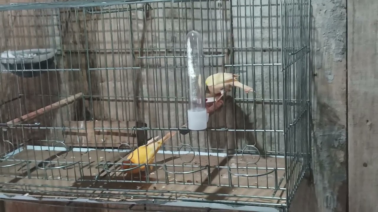 Mais um filhotinho do casal de canário Belga 🔥