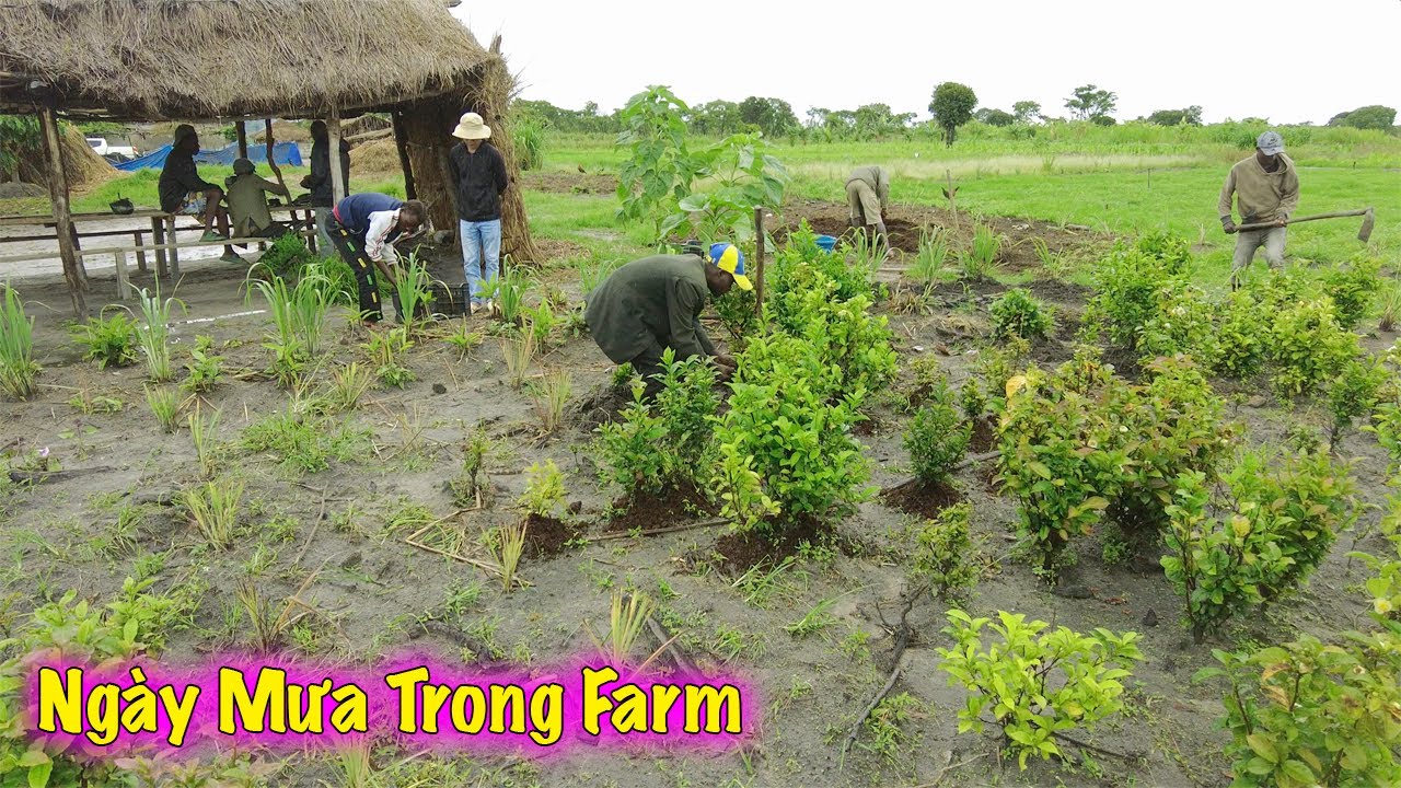 Linh Philip || Ngày Mưa Trong Việt Phi Farm Và Sự Phát Triển Tốt Cho Những Ruộng Lúa Trong Farm