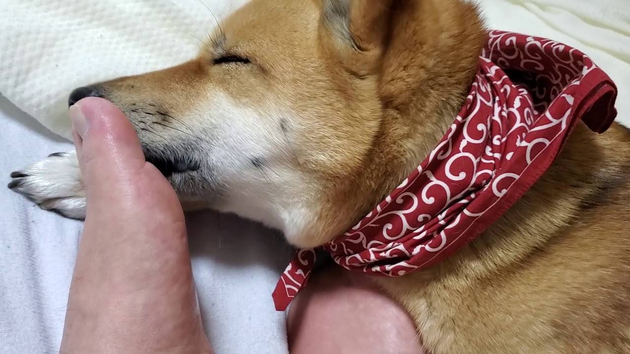 @NoguriTV　Pet dog Noguri today licking feet　 愛犬ノグリ今日の足舐め！　애견 노구리 오늘의 발 핥아　宠物狗Noguri今天舔脚　おなじみシリーズ(笑)