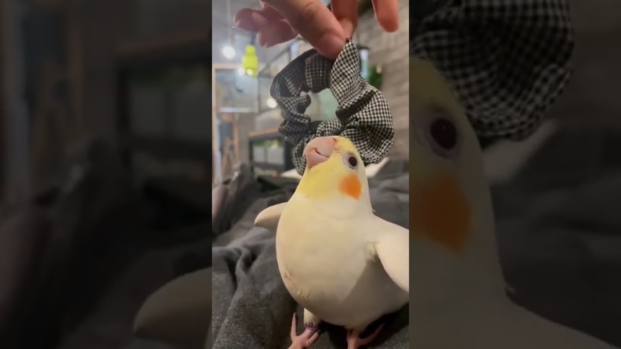 Calopsita amarela cantando - piado da Calopsita f&ecirc;mea lutina