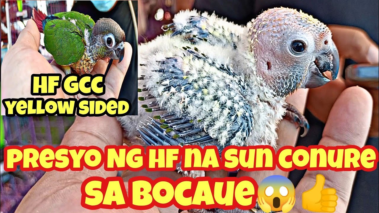 bocaue tiangge#presyo Ng handfeed na sun conure at green cheek conure😱👍🦜