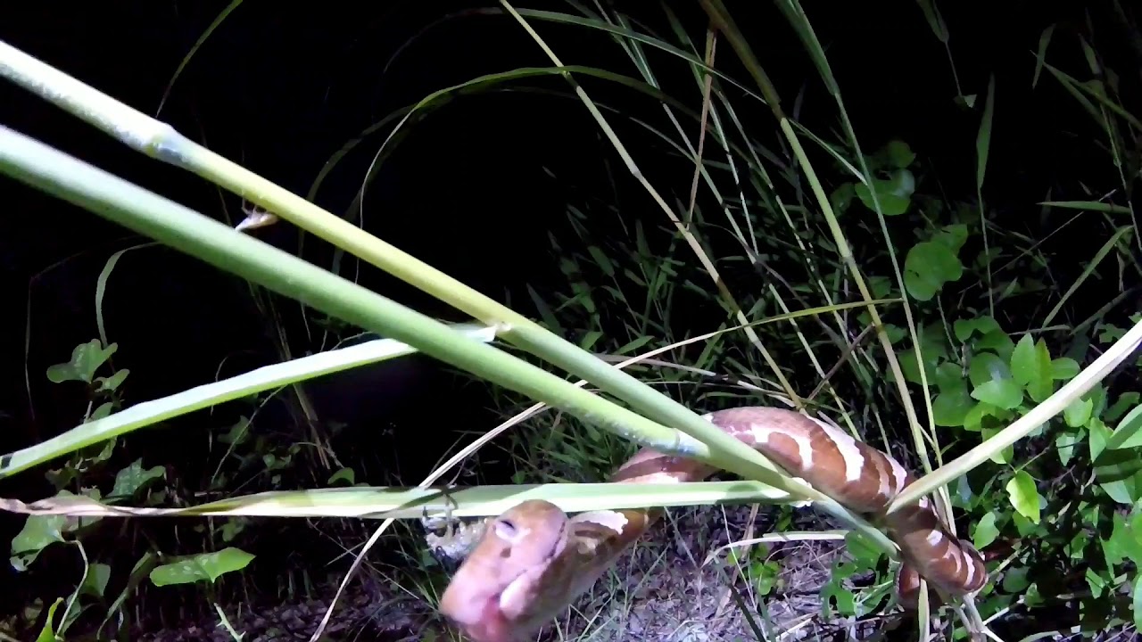 Cicada attacks copperhead