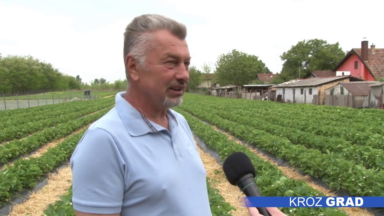 Domaće, sočne i slatke — jagode