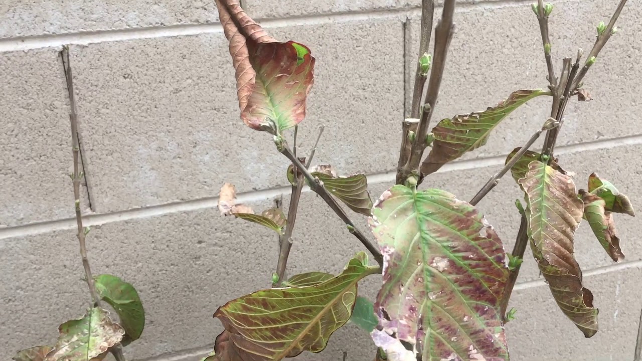 Can Tropical Fruit Trees Recover from Frost or Cold