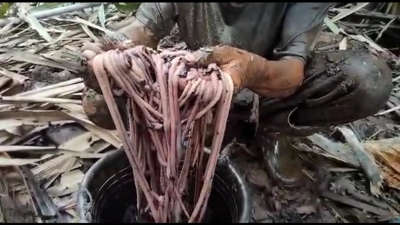 tutorial dari Pakde Roni mencari cacing nipah pumpun kompon umpan mancing terbaik