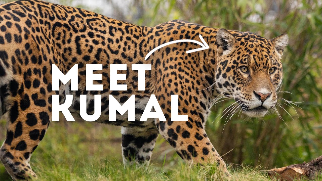 The Most Handsome Jaguar! | Paradise Wildlife Park